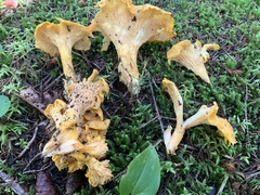 Cantharellus camphoratus