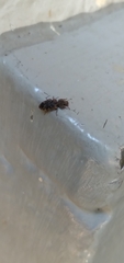Namunaria pacifica