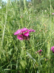 Dianthus × courtoisii