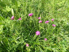 Dianthus × courtoisii