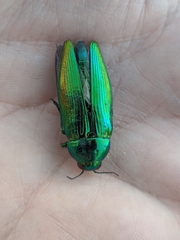 Eurythyrea micans