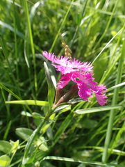 Dianthus × courtoisii