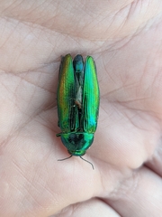 Eurythyrea micans