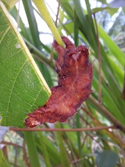 Citheronia phoronea