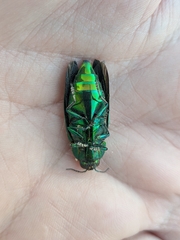 Eurythyrea micans