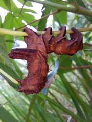 Citheronia phoronea