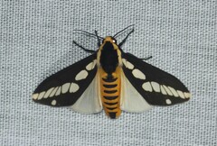 Nannoarctia conjuncta