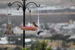 Pheucticus melanocephalus