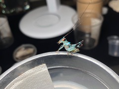 Lipotactes dorsaspina