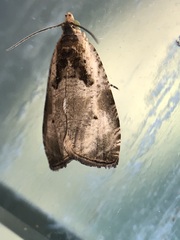 Olethreutes punctanum