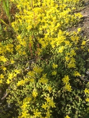 Sedum acre