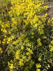 Sedum acre