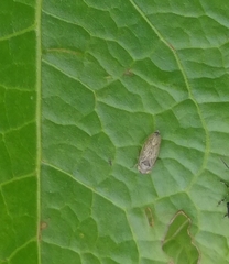 Errastunus ocellaris