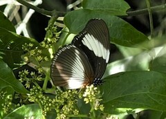 Hypolimnas monteironis