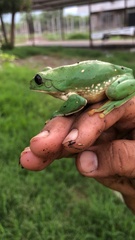 Agalychnis dacnicolor