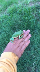 Agalychnis dacnicolor