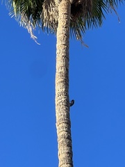 Melanerpes uropygialis