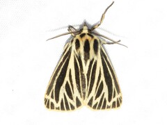 Apantesis virguncula