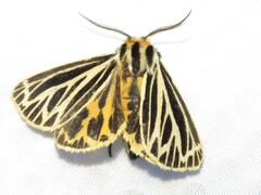 Apantesis virguncula