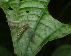 Microtipula