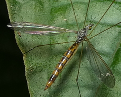 Microtipula