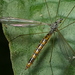 Microtipula - Photo (c) Helio Lourencini, some rights reserved (CC BY), uploaded by Helio Lourencini