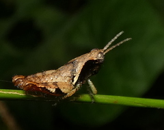 Eujivarus meridionalis