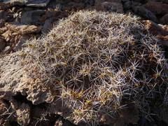 Ambrosia bryantii