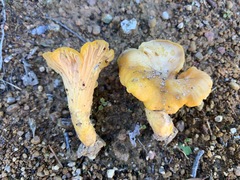 Cantharellus camphoratus