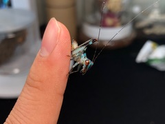 Lipotactes dorsaspina