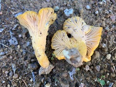 Cantharellus camphoratus