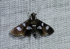 Bocchoris trimaculalis