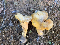 Cantharellus camphoratus