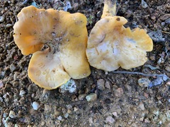 Cantharellus camphoratus