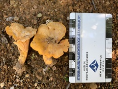 Cantharellus camphoratus