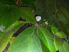 Amalophyllon macrophyllum