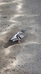 Columba livia domestica