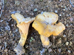 Cantharellus camphoratus