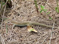 Aspidoscelis costatus