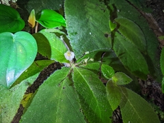 Amalophyllon macrophyllum