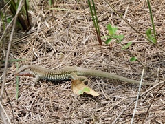 Aspidoscelis costatus