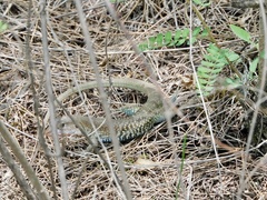 Aspidoscelis costatus