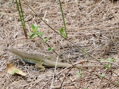 Aspidoscelis costatus