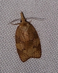 Cenopis directana