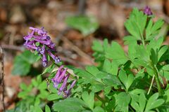 Corydalis solida
