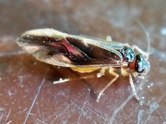 Caecilius fuscopterus