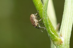Glocianus