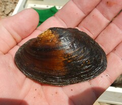 Strophitus undulatus