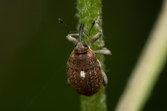 Glocianus