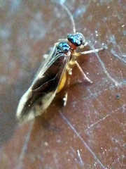 Caecilius fuscopterus